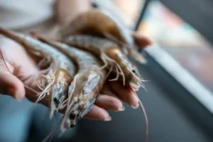 How To Clean Prawns