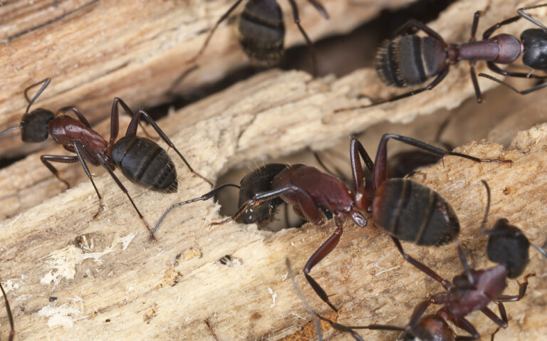 How to get rid of carpenter ants