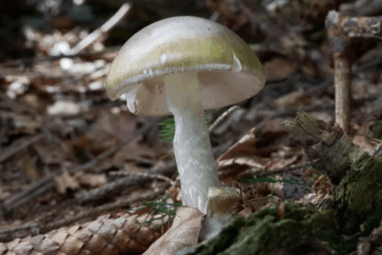 Toxic Wild Mushrooms in California