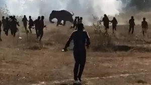 Human-elephant conflict in India
