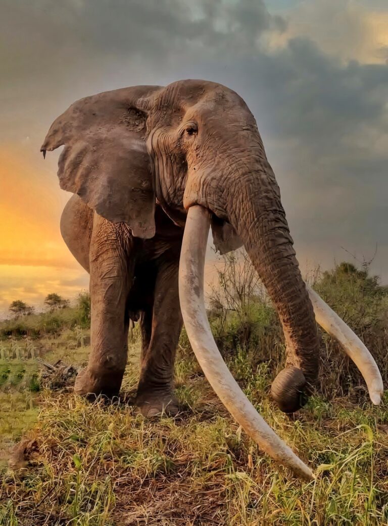 Legendary Super Tusker Craig Dies at 54