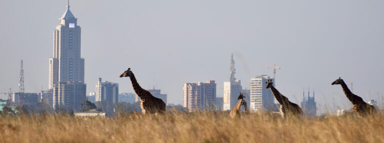 What to Do in Nairobi on Sunday With Kids