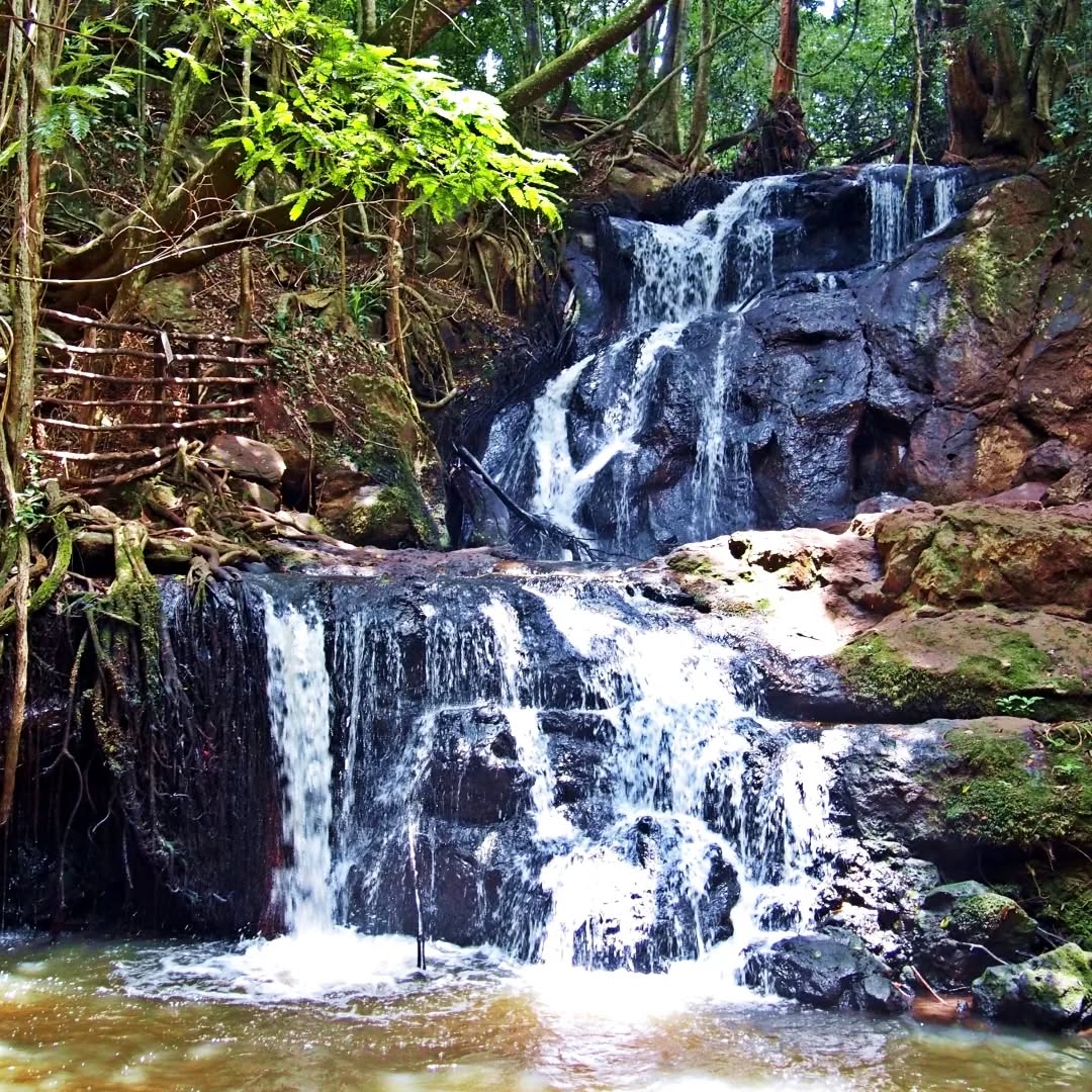 Karura Forest What to Do in Nairobi on Sunday With Kids