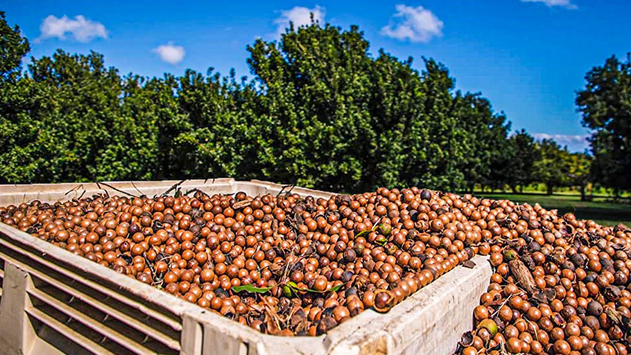 AFA to Reopen Macadamia Nut Harvesting and Trading from Feb 1