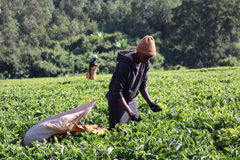 Tea Factories in Kericho and Bomet Keep Green Leaf Payment at Sh23 Per Kilo